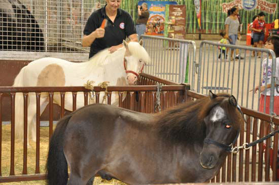 Images from the Ringling Bros. and Barnum and...